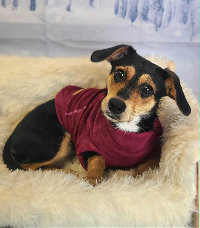 Picture of the Animal Listed